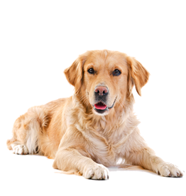 Tudo para Cães